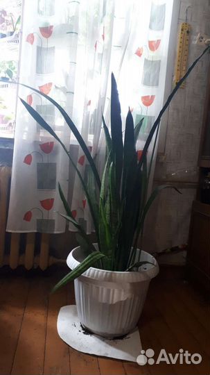 Сансевиерия (Щучий хвост)