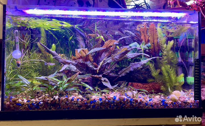 Аквариум 90л и Juwel 60л Корм Тетра