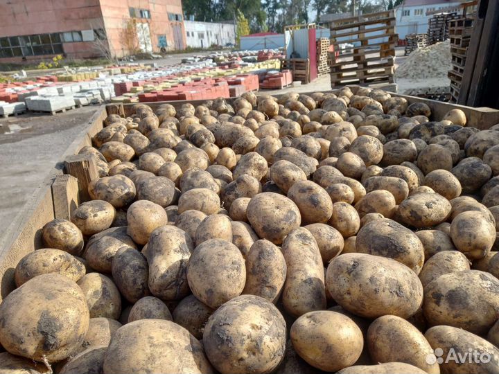 Картофель на еду