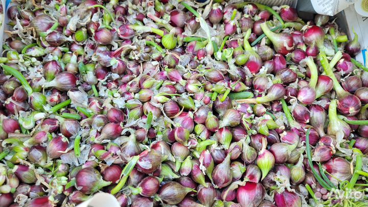 Луковицы нарциссов, тюльпанов, лука многоярусного