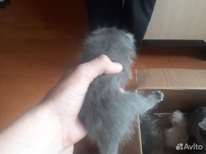 Отдам бесплатно котят скоттиш-страйт страйт