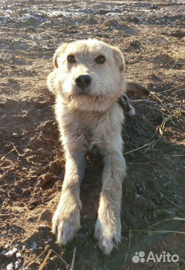 Стерилизованная молодая собака в добрые руки