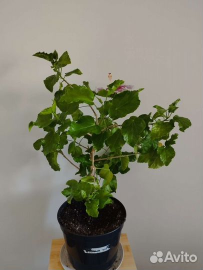 Сортовые гибискусы