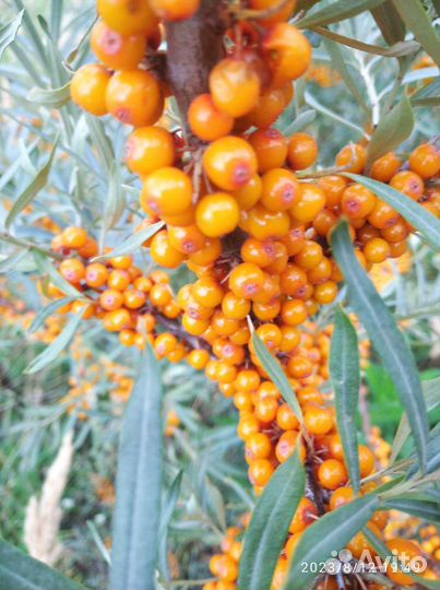 Ягоды облепихи