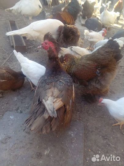 Цыплята для Домашнего содержания