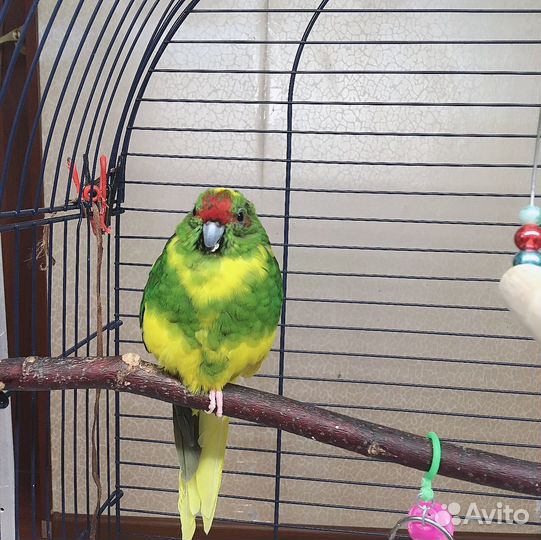 Попугай какарик