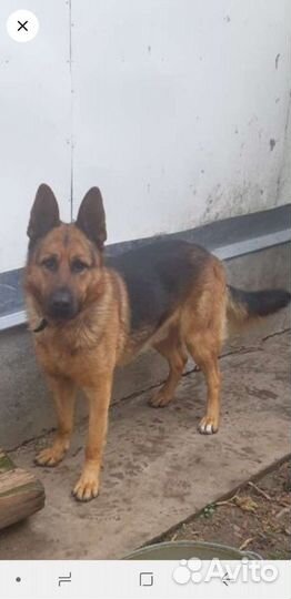 Щенки немецкой овчарки