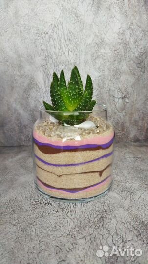 Флорариум с суккулентом хавортия маргаретифера