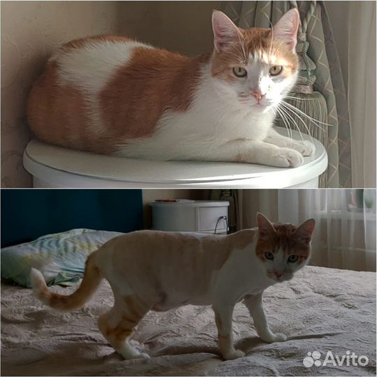 Груминг кошек и собак
