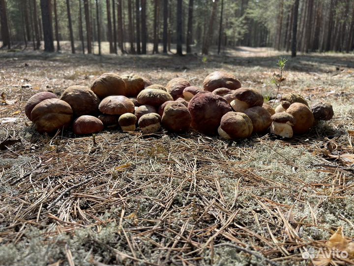 Белые грибы свежие