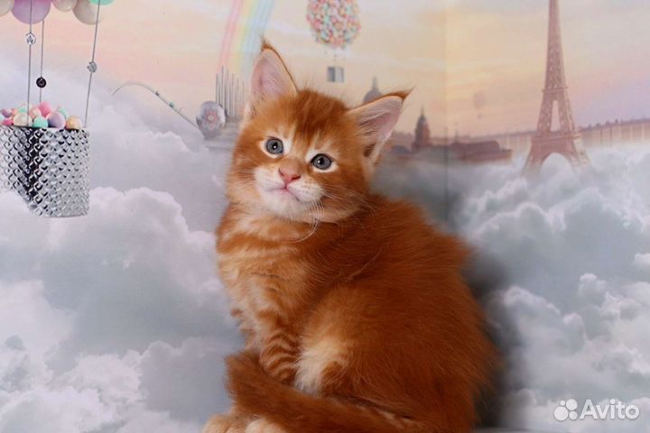 Мейн-кун шикарный солнечный котенок Питомник