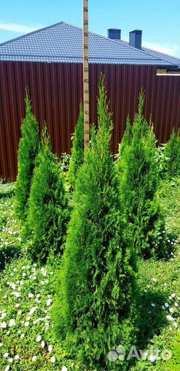 Туя смарагд