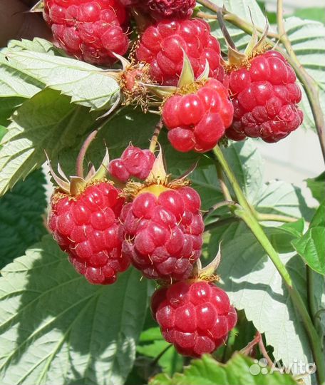 Саженцы малины бесшипной высокойрожайной