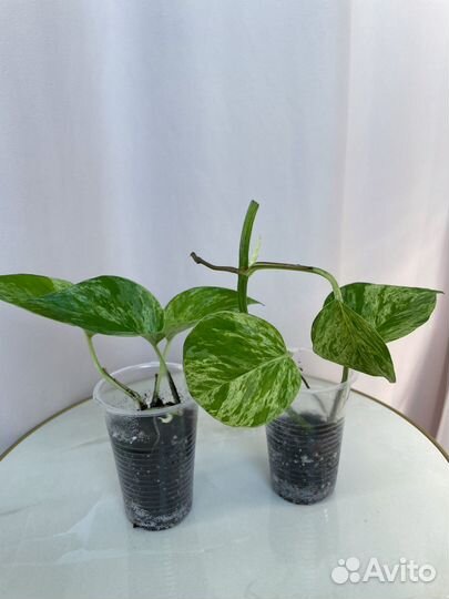 Сциндапсус, монстера