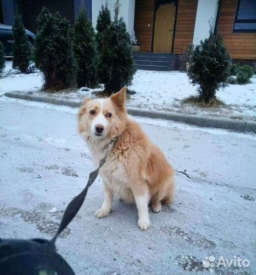 Белла в поисках дома