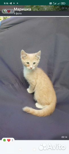 Персик в добрые руки