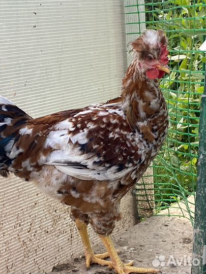 Петушки и курочки породы Русской хохлатой,ситец