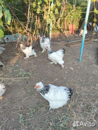 Брама светлая колумбийская, куропатчатая