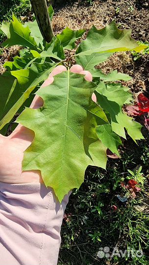 Дуб красный