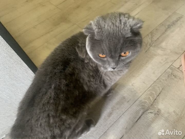Отдам в хорошие руки