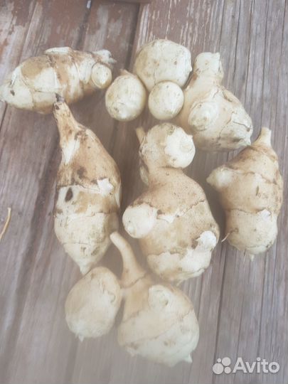 Клубни топинамбура