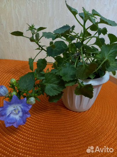 Кампанула Dublin Blue