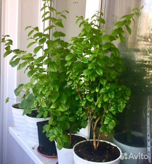 Лагерстремия (индийская сирень)