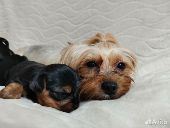 Йоркширский терьер