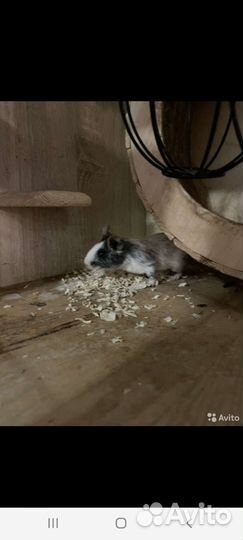 Дегу в надёжные руки