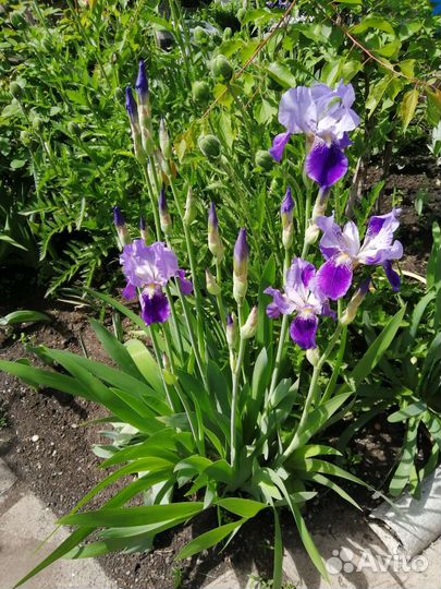 Сортовые ирисы многолетники