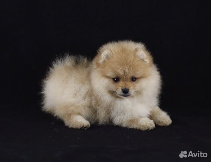 Померанский Шпиц открыт для вязки