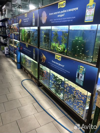 Аквариумных рыбок видов 100 И все что Требуется