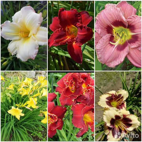 Многолетники