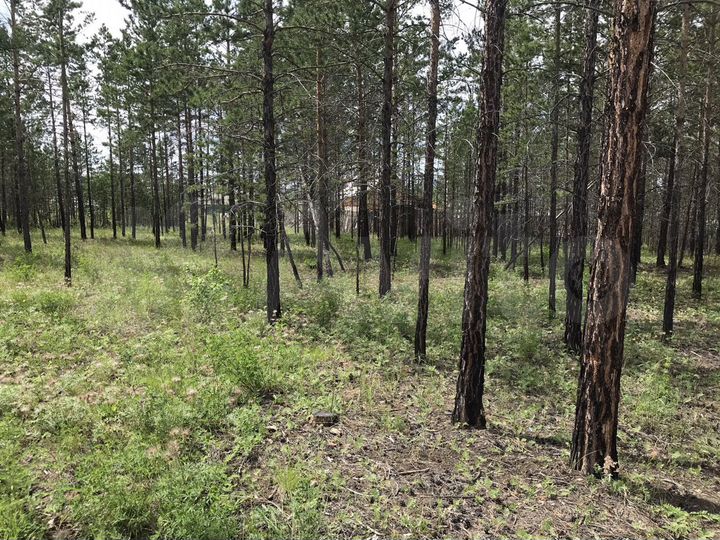 Участок 12 сот. (ИЖС)