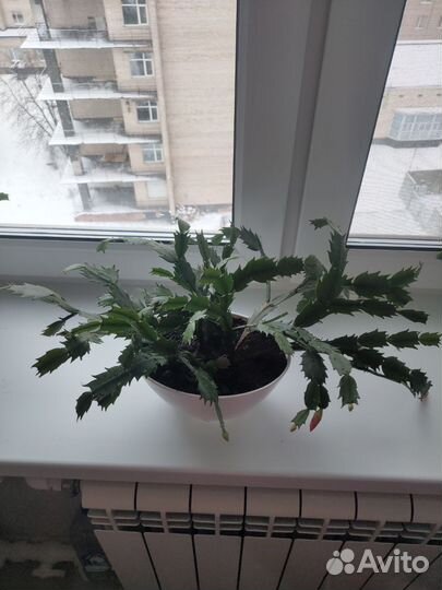 Декабрист (шлюмбергера)