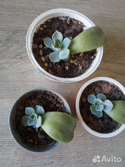 Суккуленты