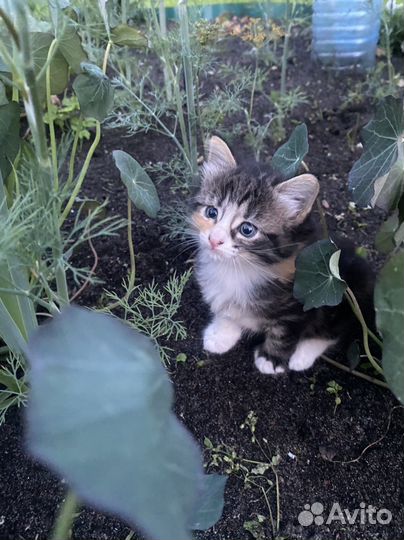 Кошечка 1 месяц