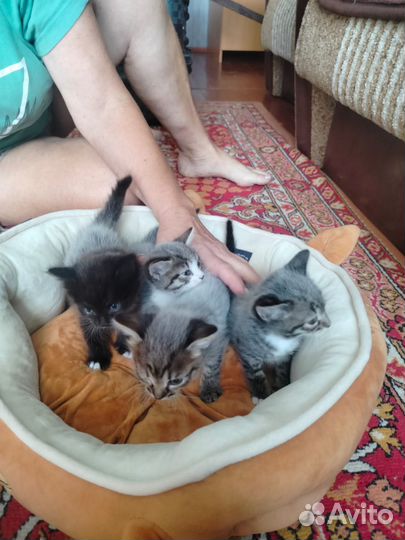 Котята без породы