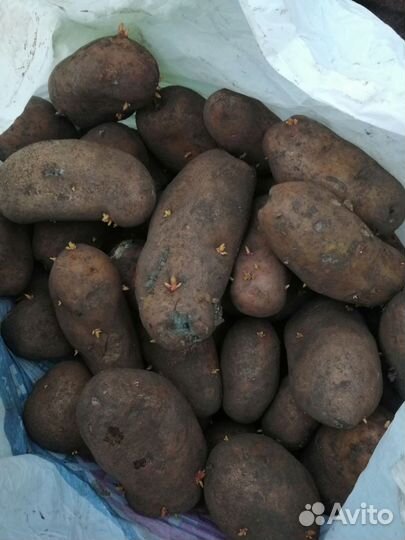 Картофель на посадку
