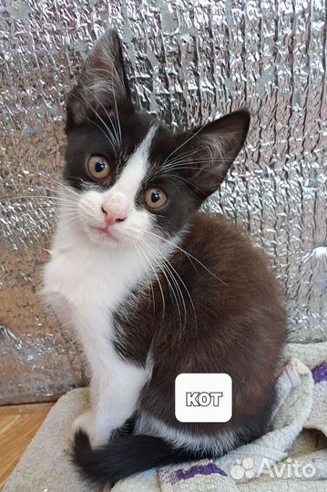 Котята-метисы в добрые руки