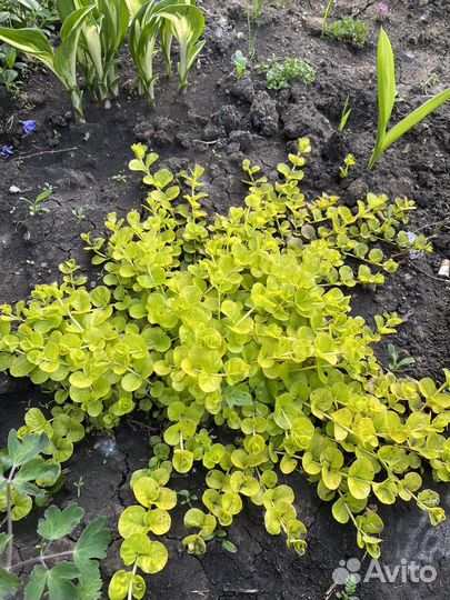 Растения для сада