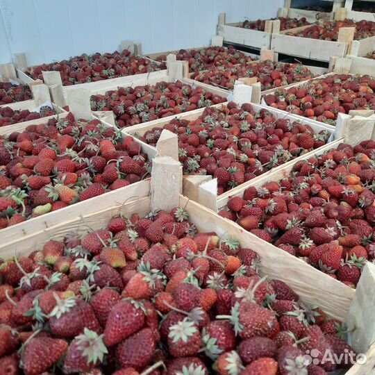 Клубника из Киргизии