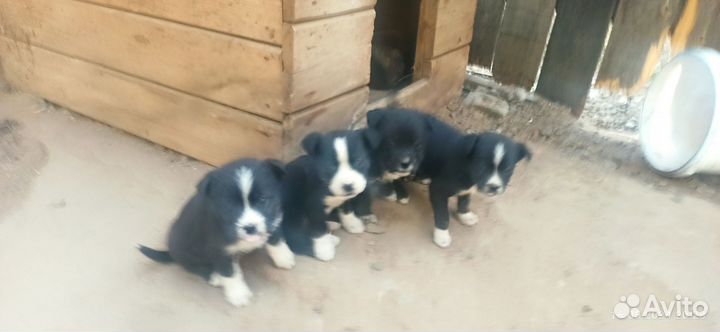 Щенки