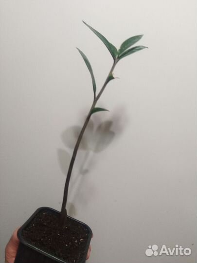 Замиокулькасы