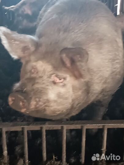 Хряк Василь