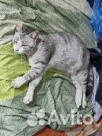 Кошка