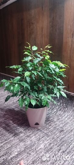 Фикус бенджамина