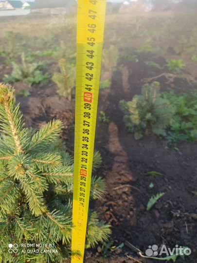 Саженцы ель голубая