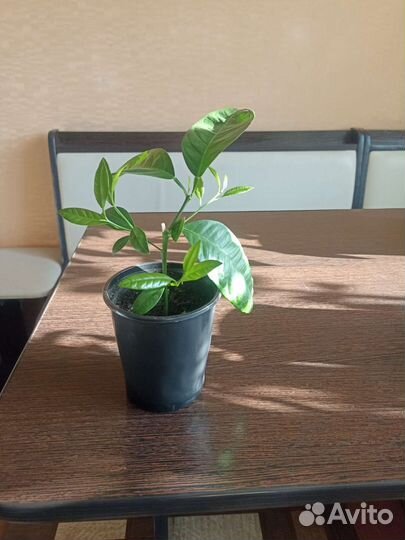 Лимонное дерево с плодами