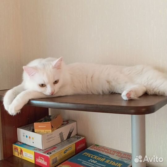 Отдам котика в добрые руки